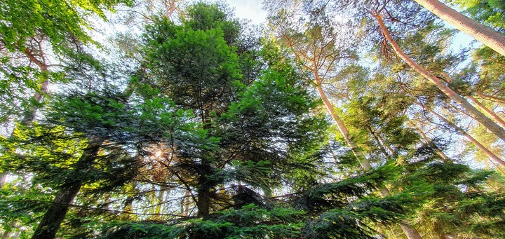 trees