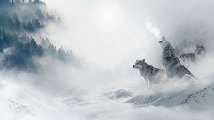 wolf