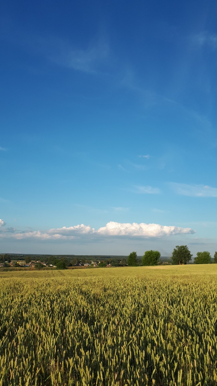 summer field wheet rye