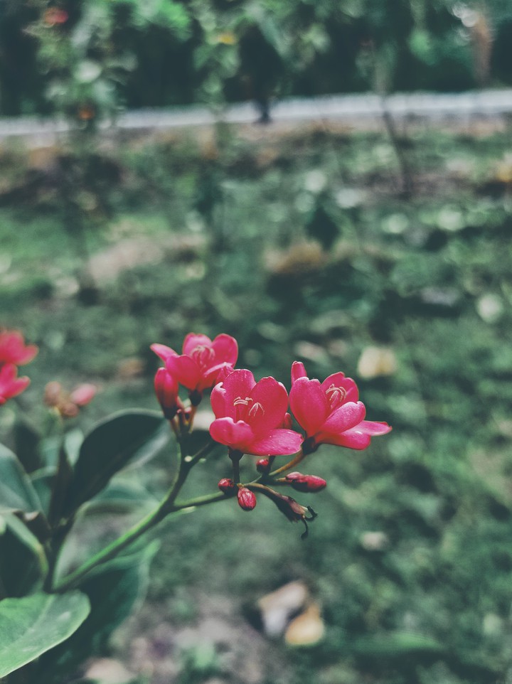 wildflower