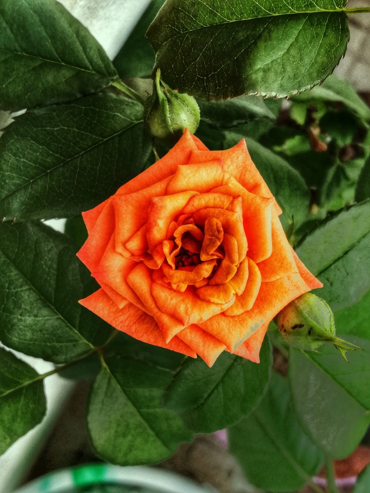 Juicy Rose