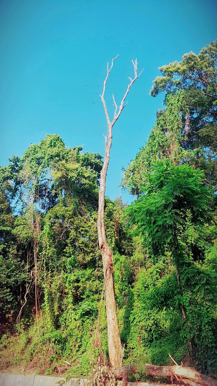Beauty of Nature