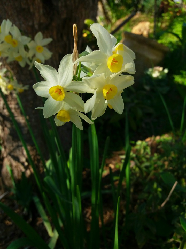 Narciso