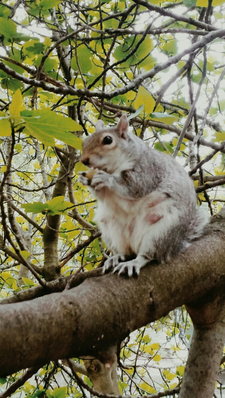 squirrel