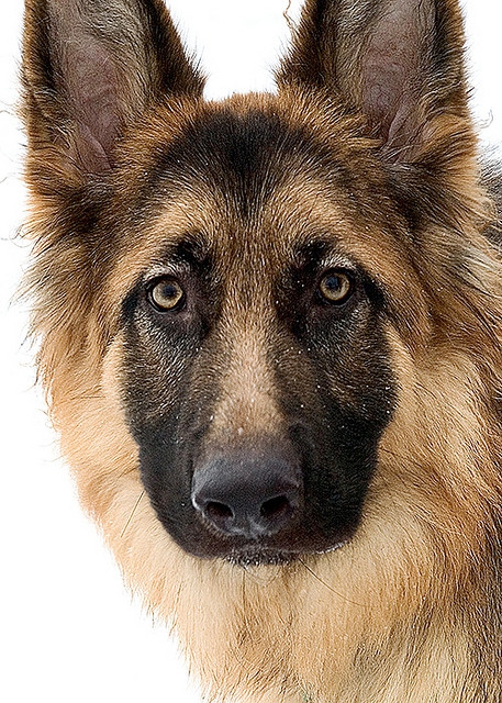 German Shepherd.