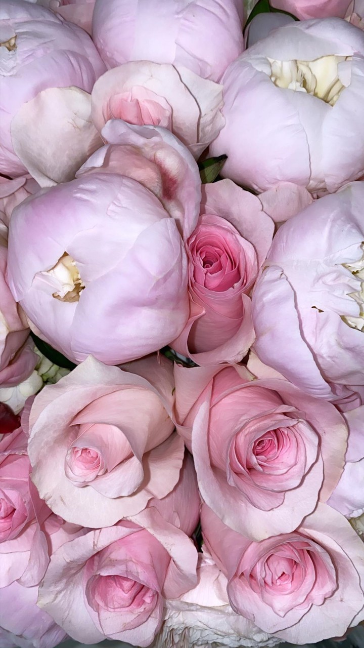 pink blossom