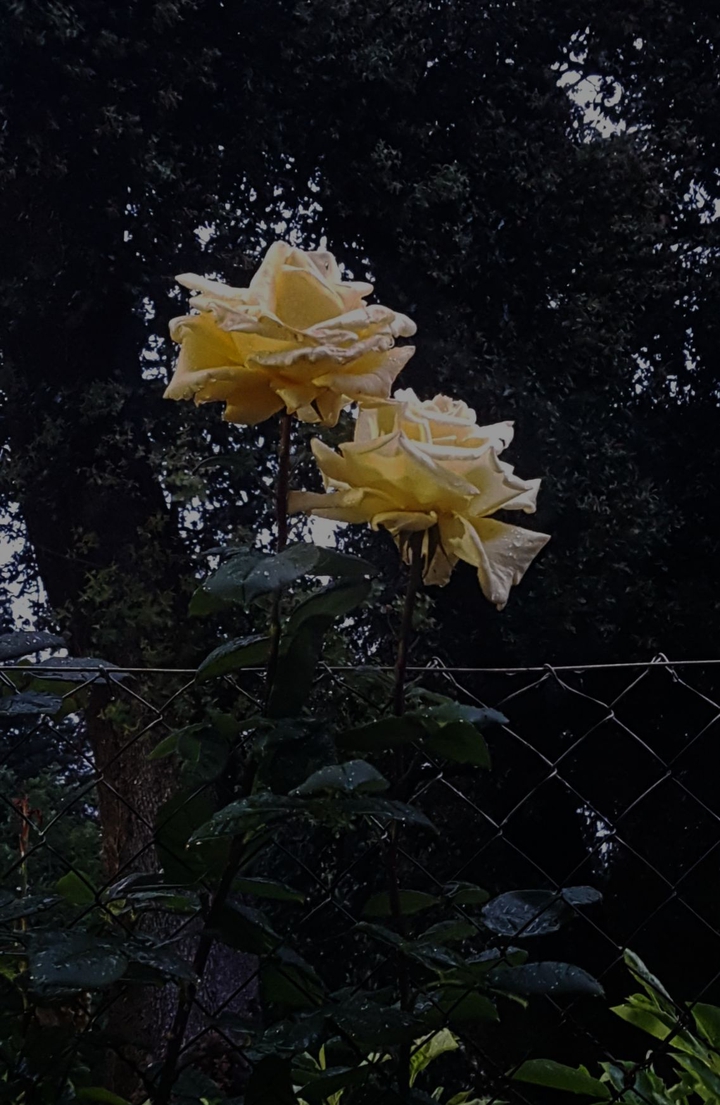 Roses