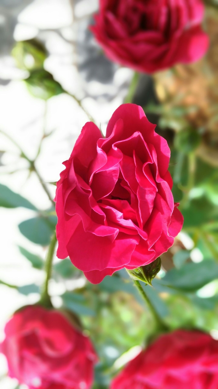 red rose