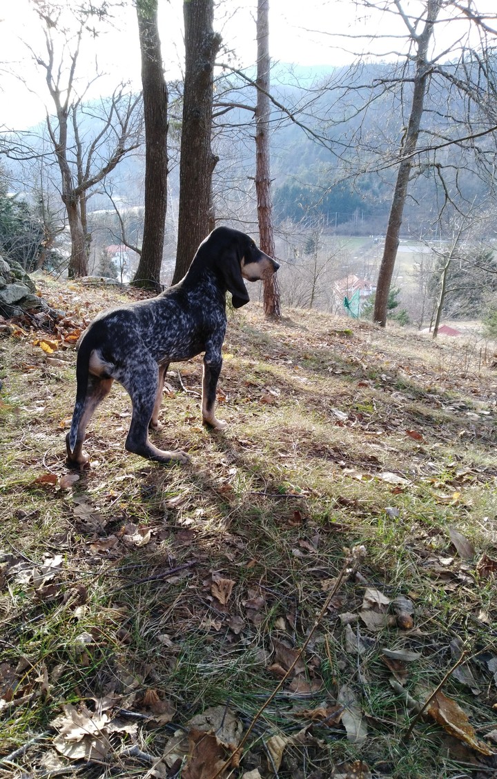 cucciolo