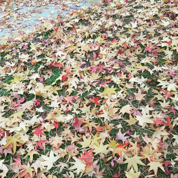 Autumn
