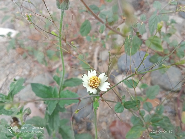 A little flower...
