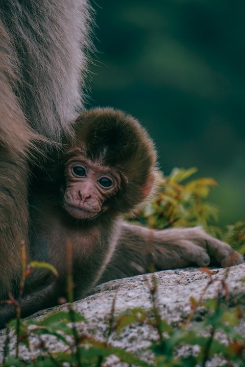macaque, wildlife háttérképek