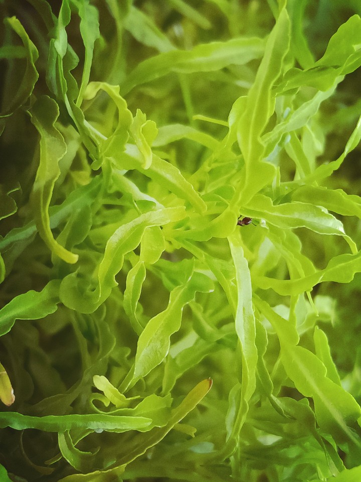 plant