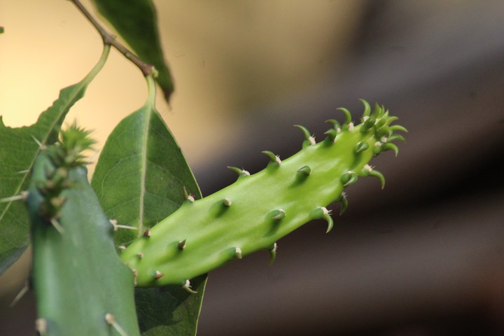 Cactus
