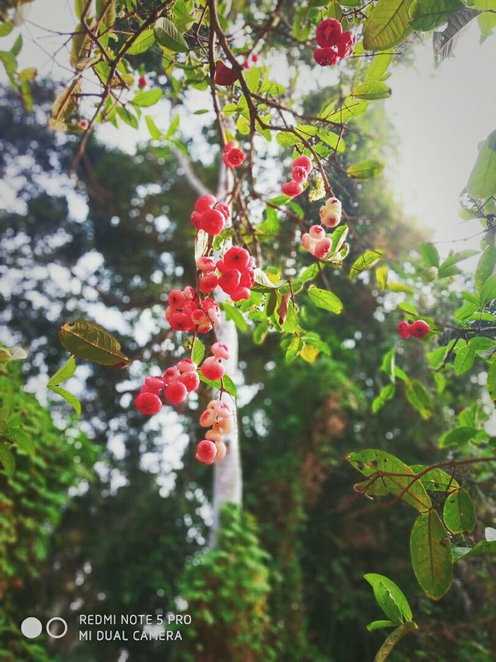 #tree