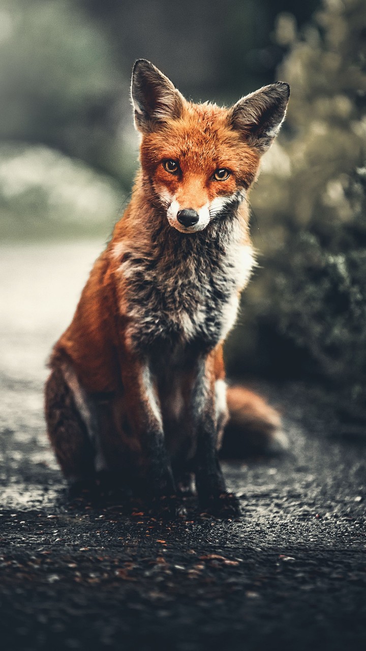 Mirada de zorro