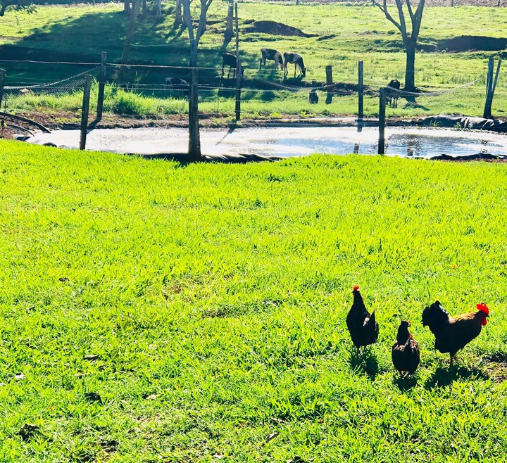 Farm