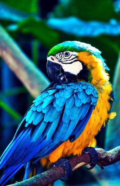 macaw