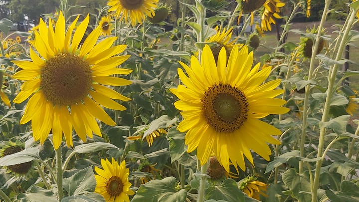 sunflowers
