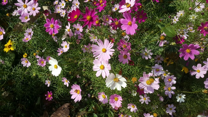 Flower-4