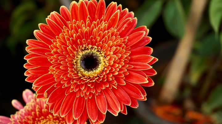 flower