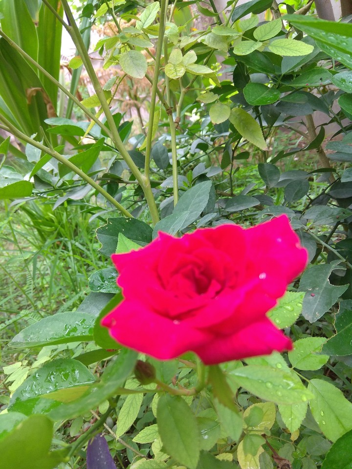 rose flower 