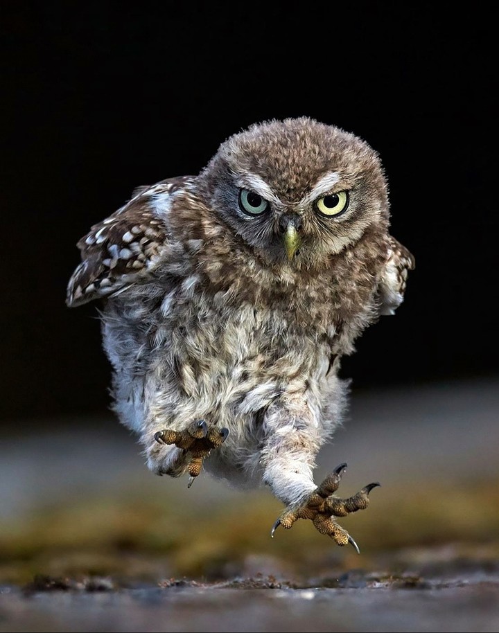 Owl