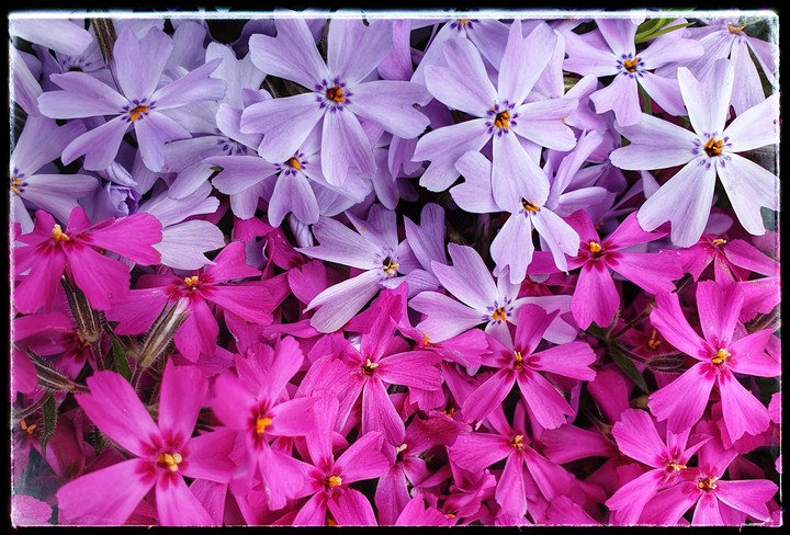 Colours flowers