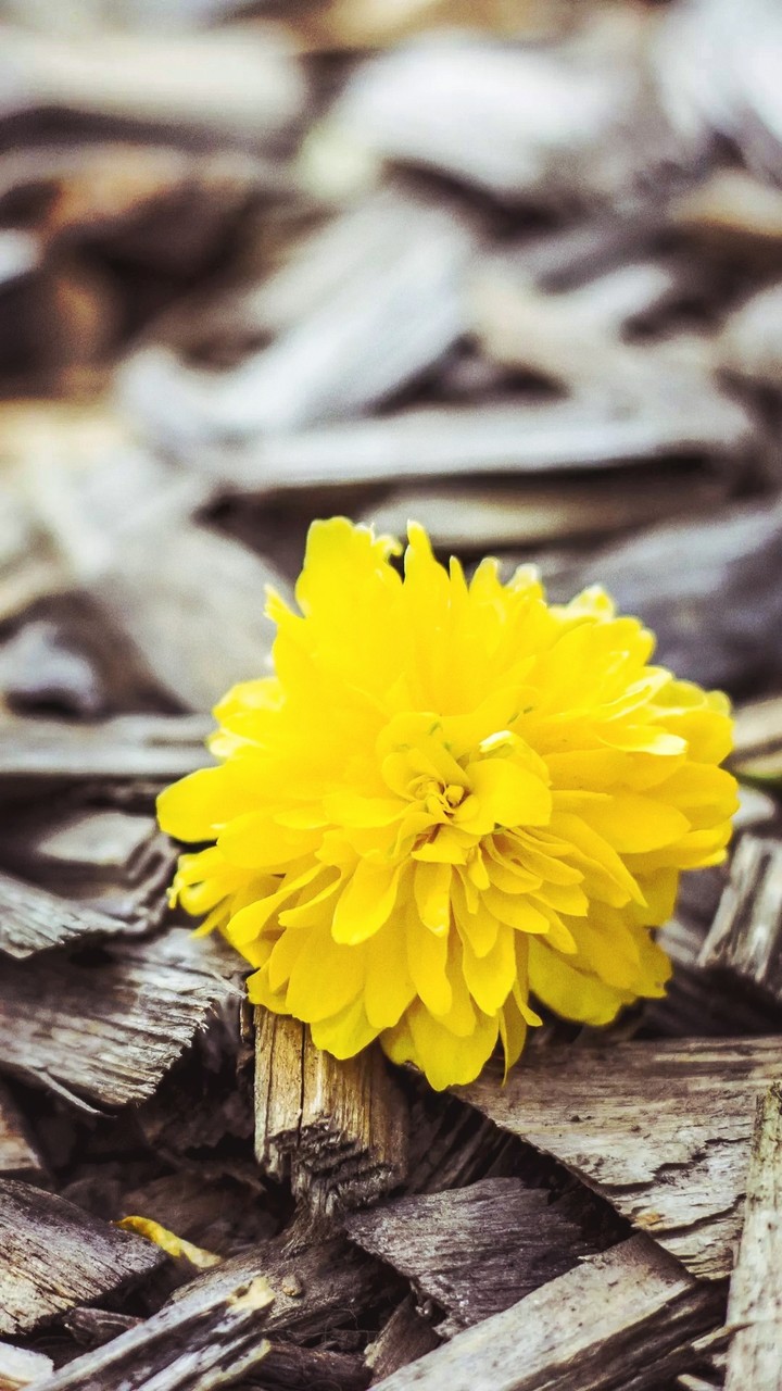 flower