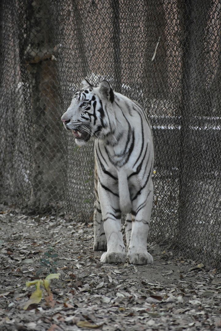 white Tiger