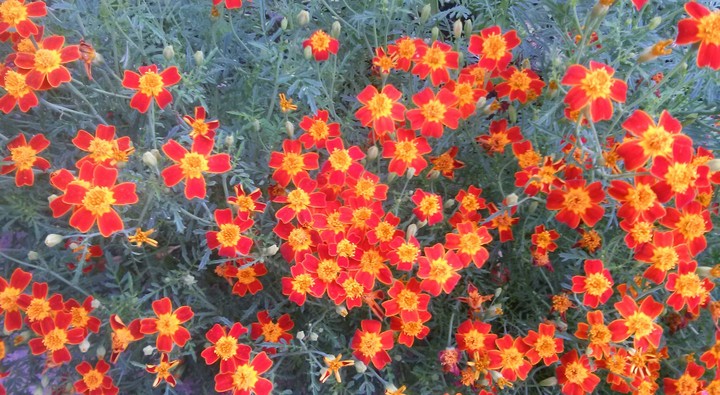 flowers