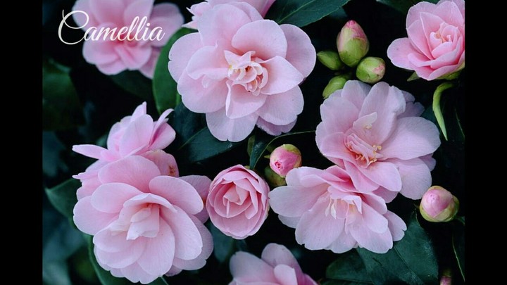 Japanese Camellia.