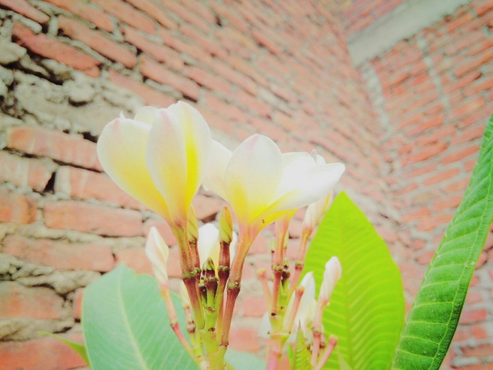 The Indian White Flowers.