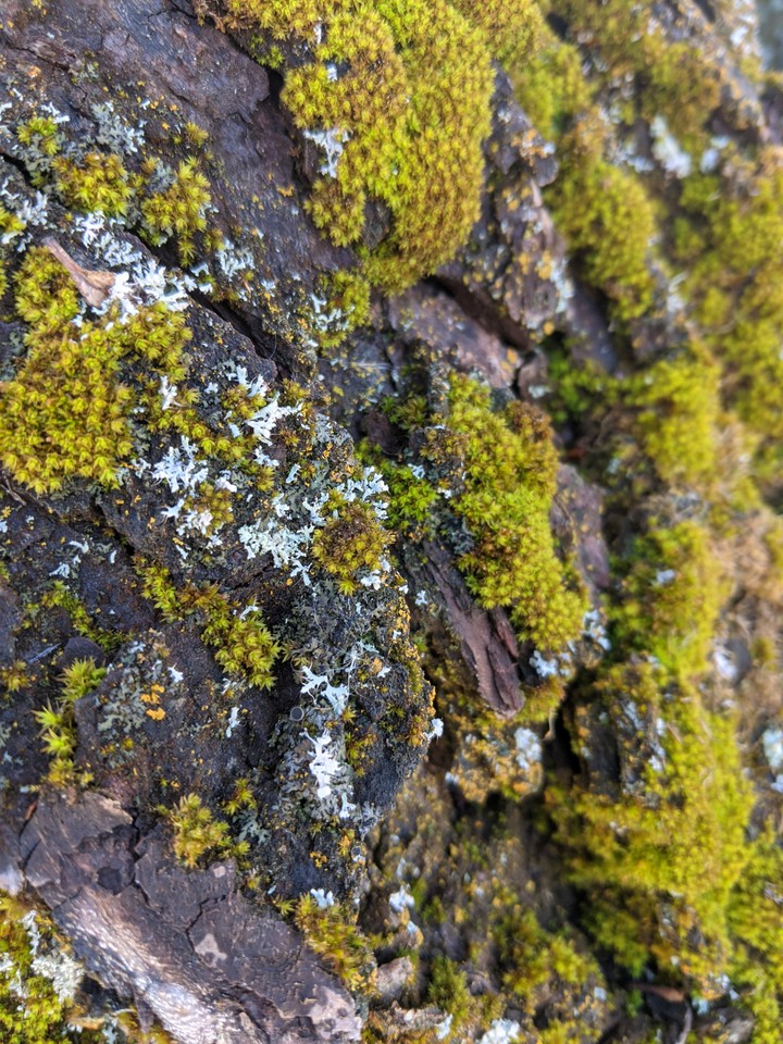 moss