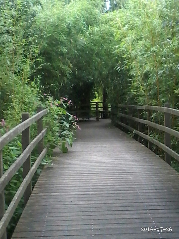 Bambus Holzweg