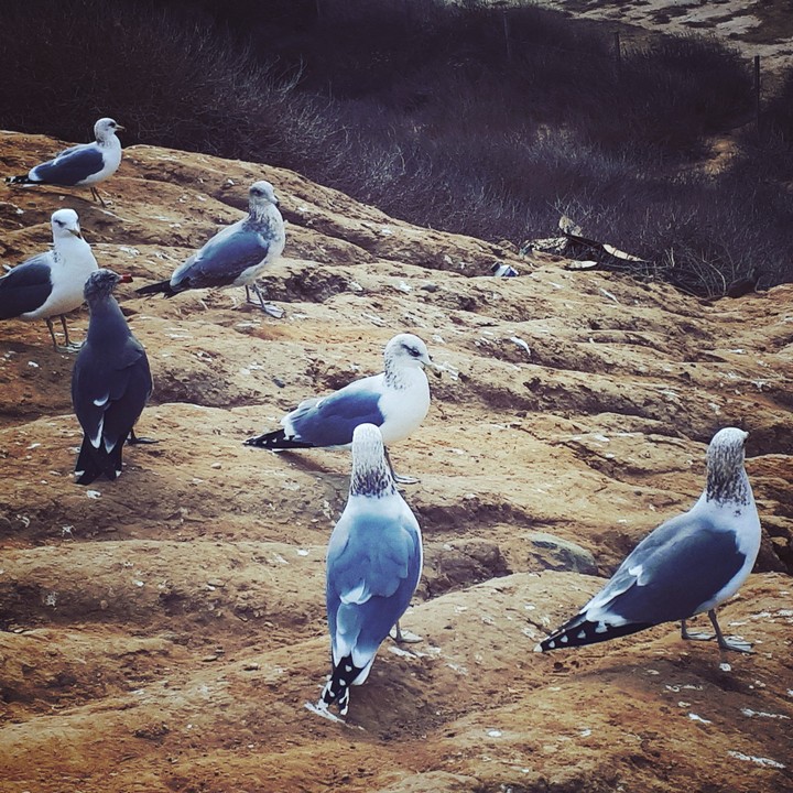 berd