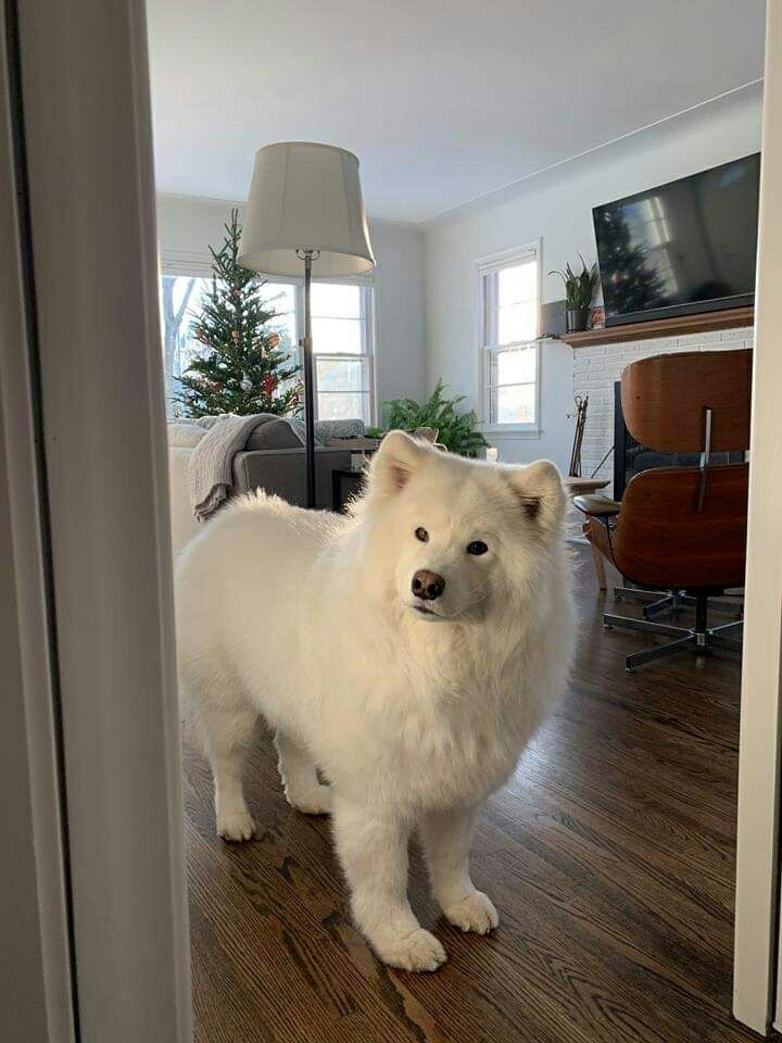 #white