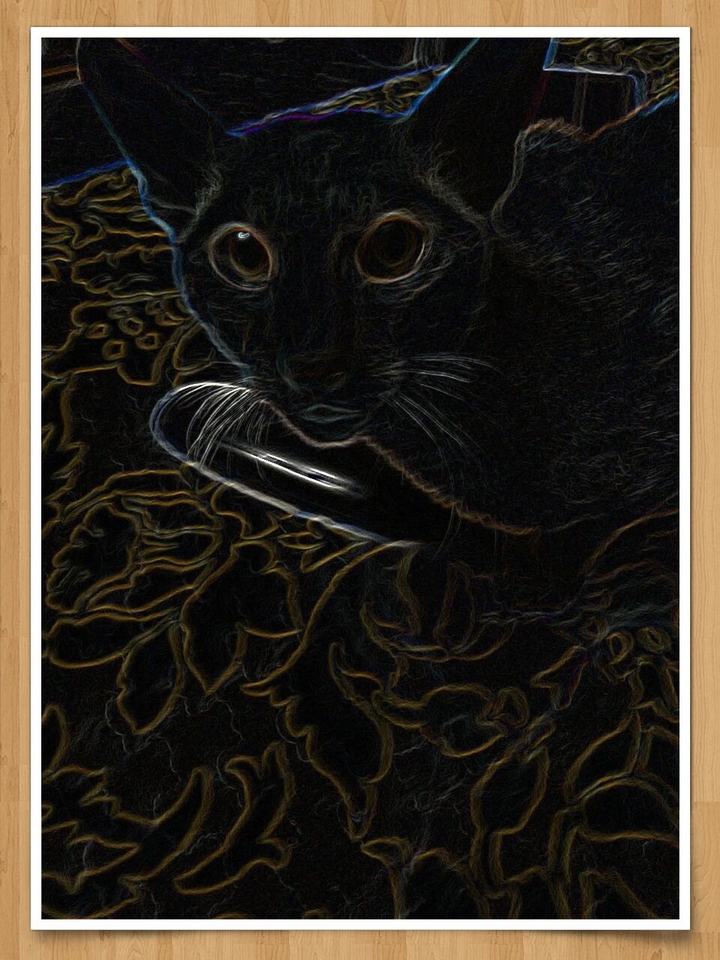 cat;)