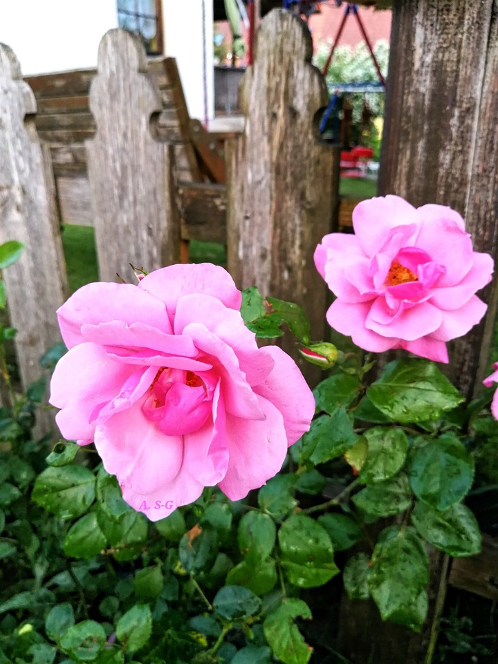 Rosen aus meinem Garten