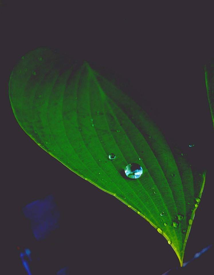 Leaf