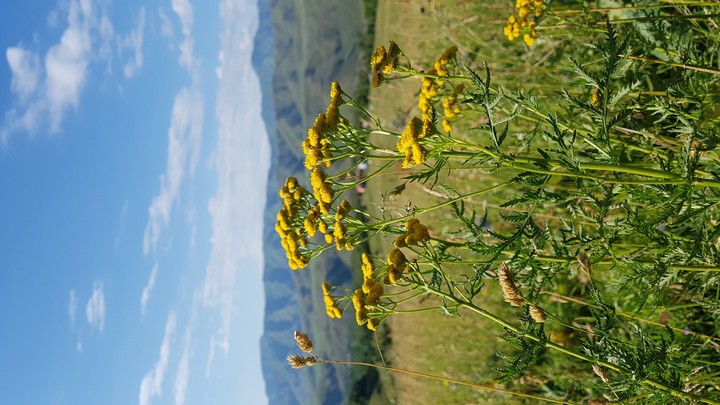 nature