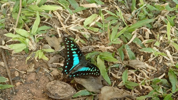 blue butterfly