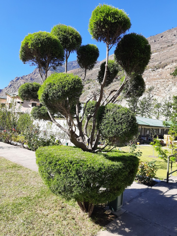plant