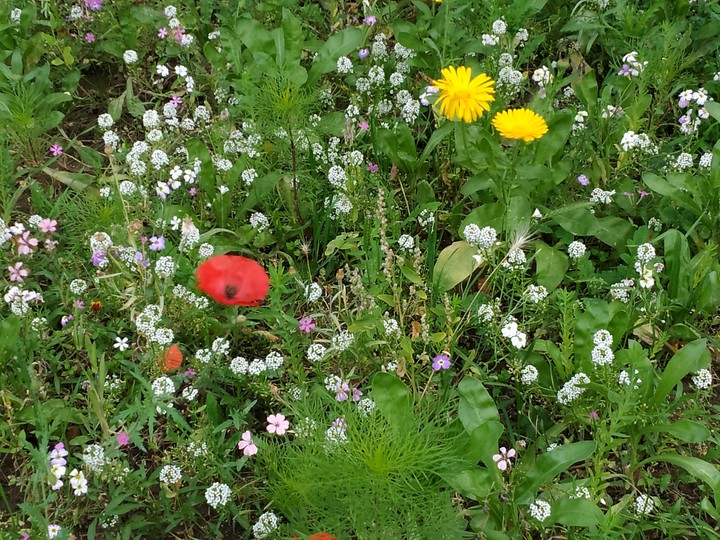 meadow