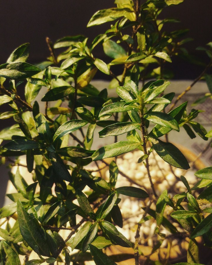Green Leaf