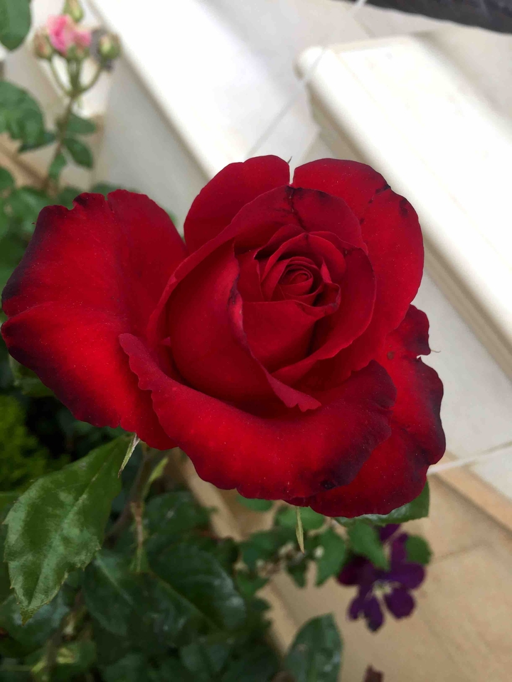 Handsome rose