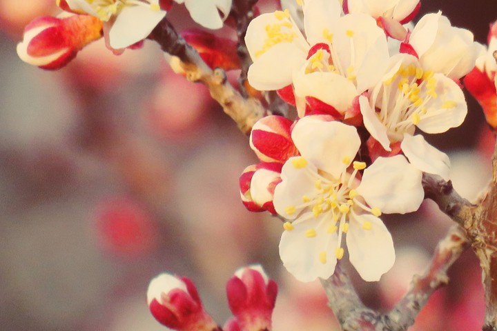Blossom