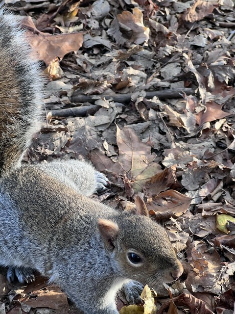 tapety wildlife, grey