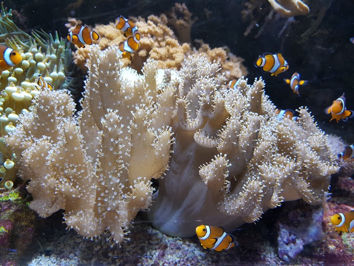 Clown fisch