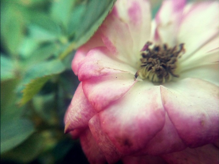 Macro flower